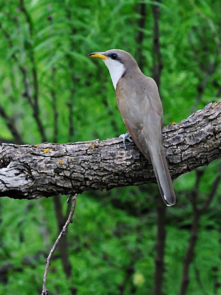 Pájaro cuclillo sobre una rama gruesa con un fondo de vegetación boscosa.