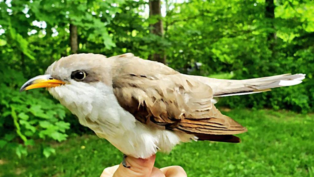 Pájaro cuco gris y pico amarillo posado sobre la mano de un veterinario.