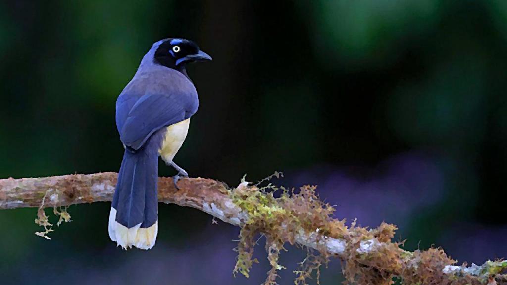 Recreación digital de un pájaro carriquí de colores morado y blanco, posado sobre una rama cubierta de musgo.
