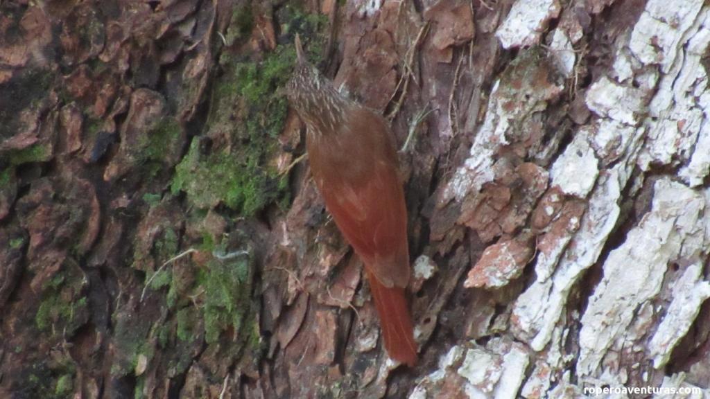 Pájaro trepatroncos sobre el tronco de un árbol.