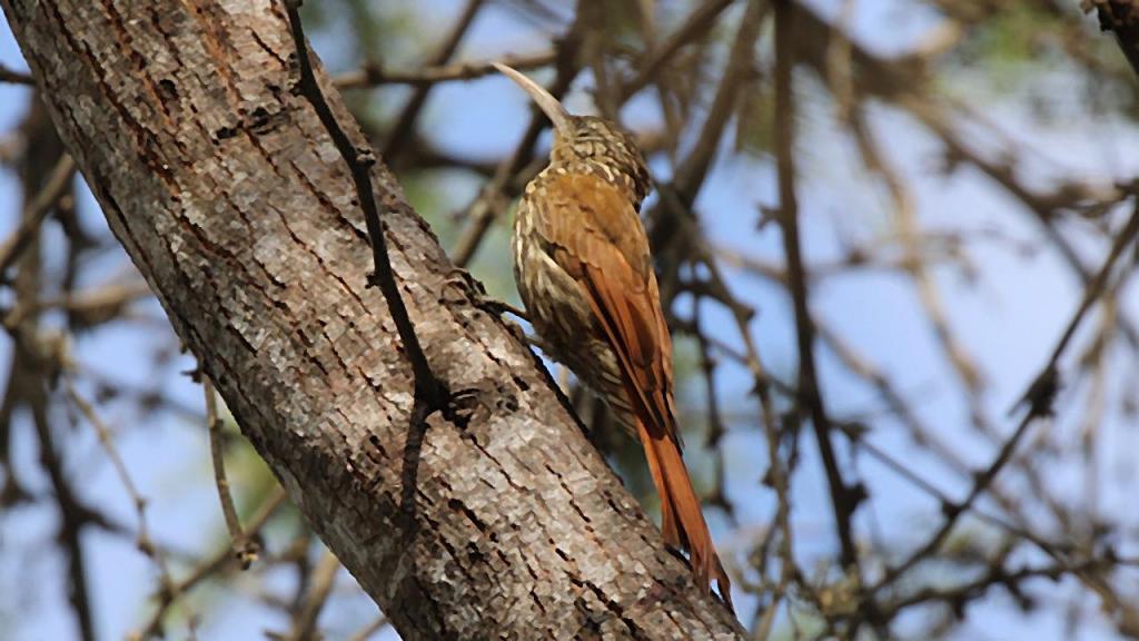 Pájaro trepatroncos caminando sobre el tronco inclinado de una árbol.