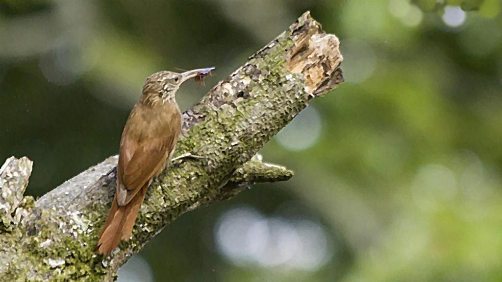 Pájaro trepatroncos cazando sobre un tronco partido, con una hormiga en el pico.