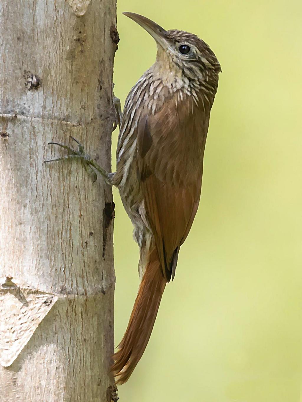 Pájaro trepatroncos sobre el tallo de una cecropia guarumo.