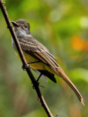 Atrapamoscas posado sobre una rama delgada sin hojas, un poco desenfocado.
