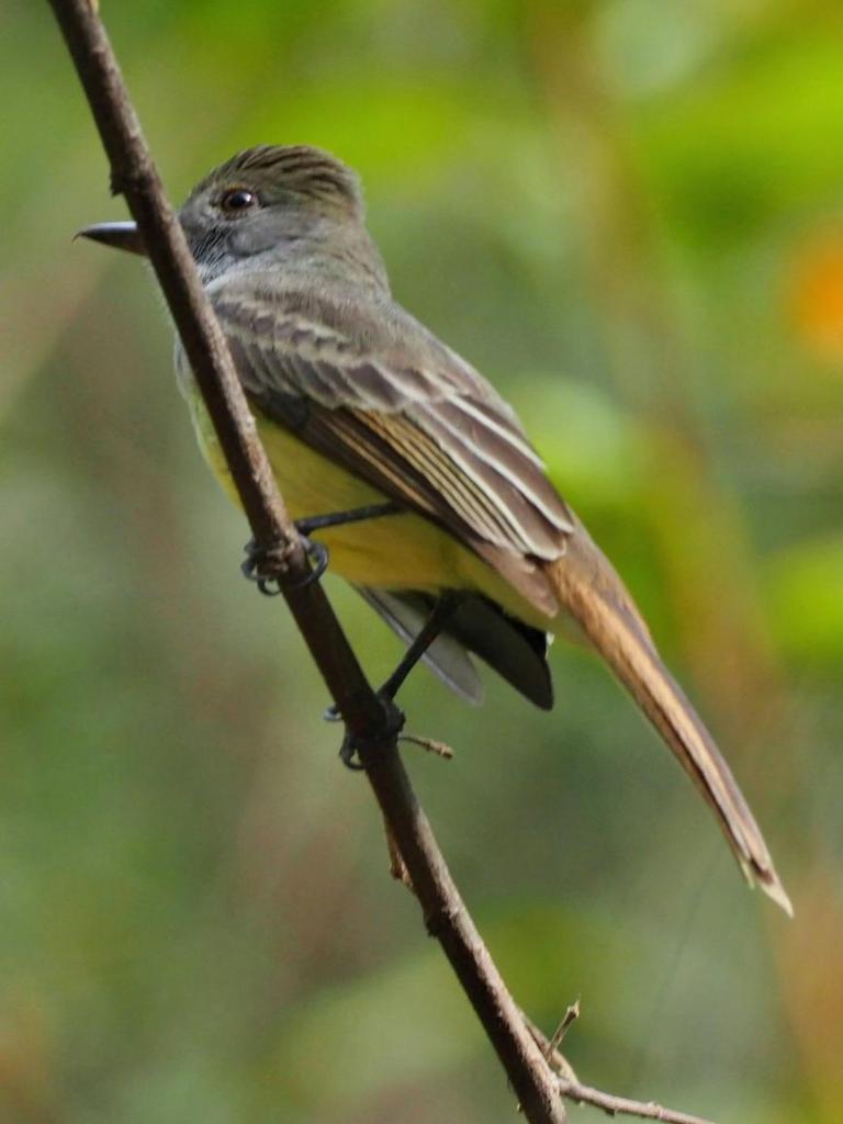Atrapamoscas posado sobre una rama delgada sin hojas, enfoque nítido.