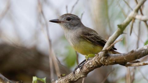 Atrapamoscas perchado sobre una rama gruesa.
