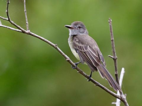 Atrapamoscas sobre una rama delgada con enfoque perfecto y detalles de telarañas.