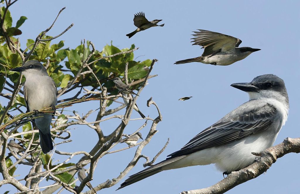 pajaro gris con blanco