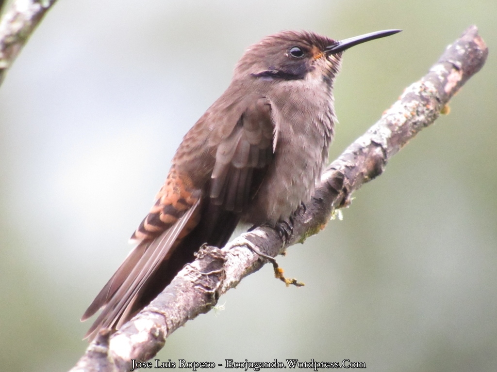 Colibrí pardo (Colibri delphinae) - Foto: Jose Luis Ropero (Ecojugando).