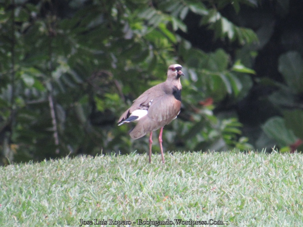 Pellar Teru (Vanellus chilensis) en el Club Campestre de Cali.
