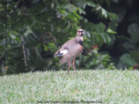 Avefría o pellar común acicalando su plumaje sobre un césped.