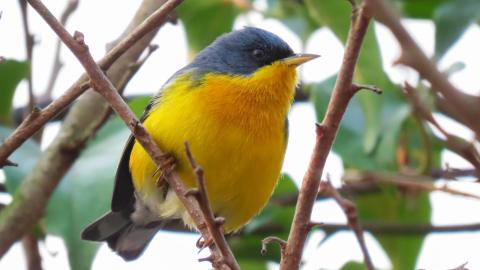 Pequeña ave de color amarillo y azul, posada entre ramas delgadas.