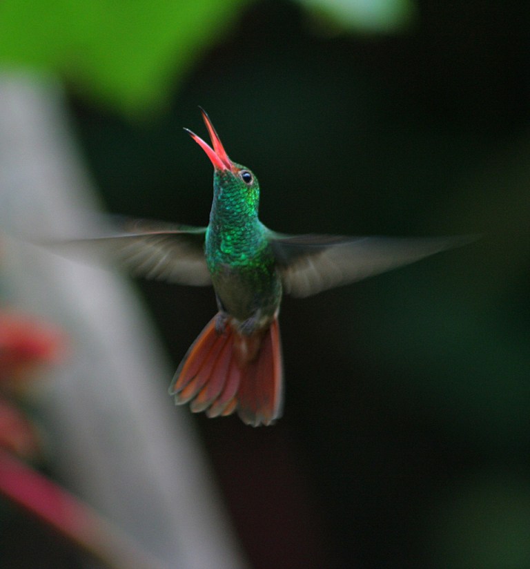 Amazilia Colirrufa Amazilia Tzacatl Rufous tailed Hummingbird JOSE amazilia-colirrufa-amazilia-tzacatl-rufous-tailed-hummingbird-jose