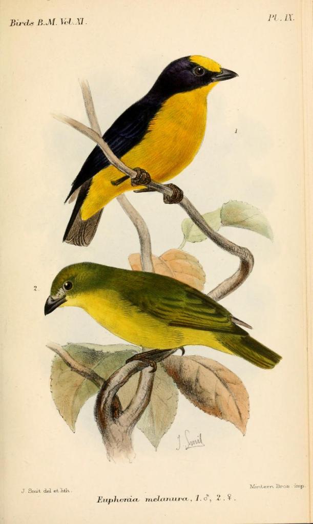 Eufonia gorgiamarilla (Euphonia laniirostris) Thick-billed&nbsp;Euphonia
