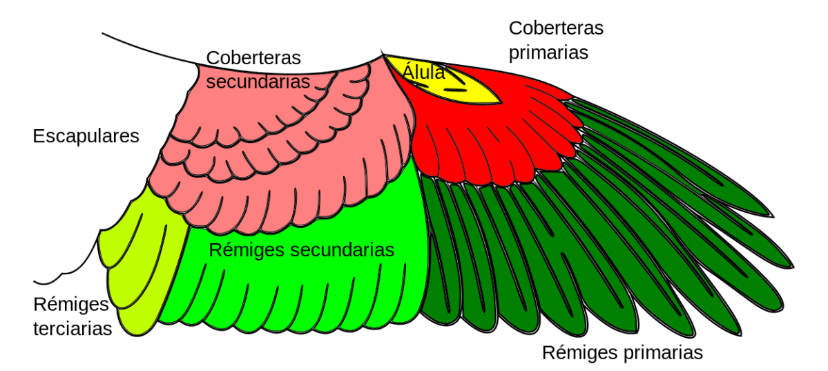 Anatomía alar (clic para ampliar).