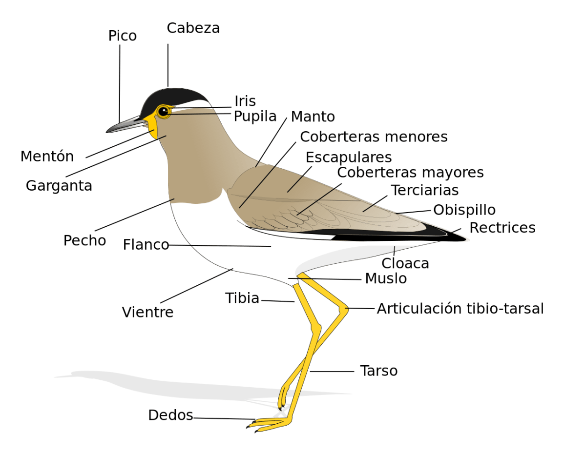 Anatomía de las aves.