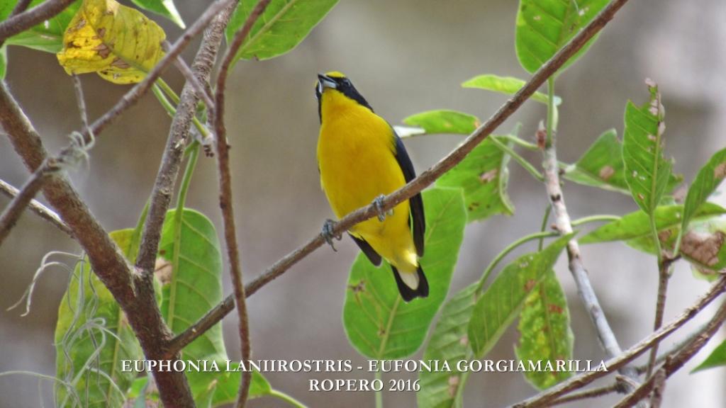 Euphonia laniirostris. Foto: Jose Luis Ropero (Proyecto Ecojugando).