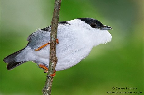 Foto: Glenn Bartley (glennbartley.com).