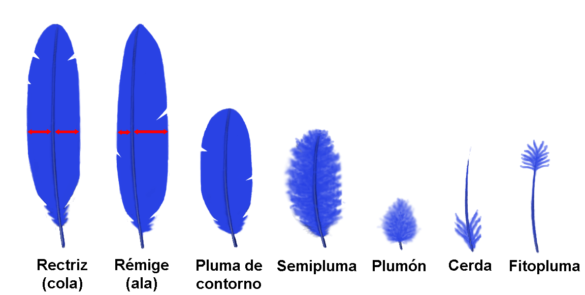 Tipos de plumas (clic para ampliar.