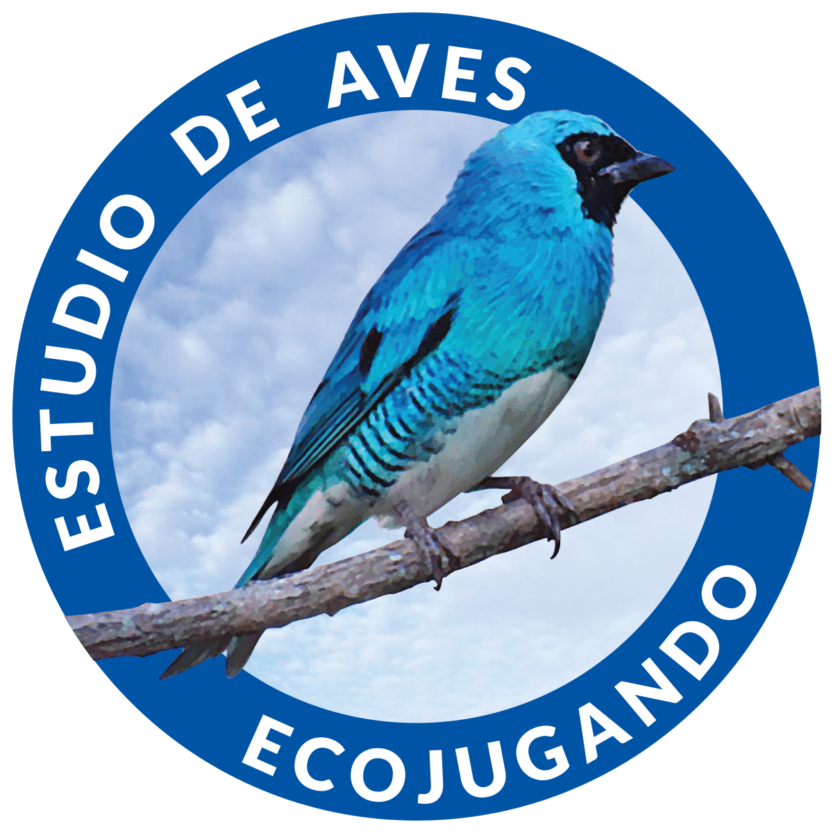 Observación de aves en Valledupar y el Cesar