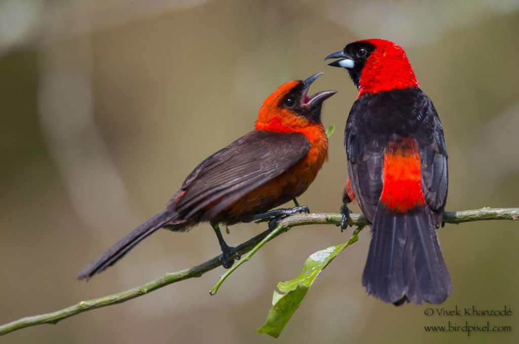 Ave roja y negra alimentando a su polluelo sobre una rama con fondo verde difuminado.
