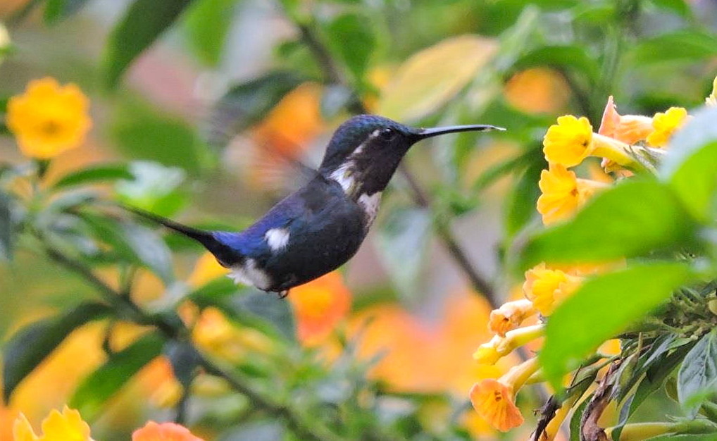 Rumbito de Santa Marta (Chaetocercus astreans). Foto: Luis Urueña (Flickr).