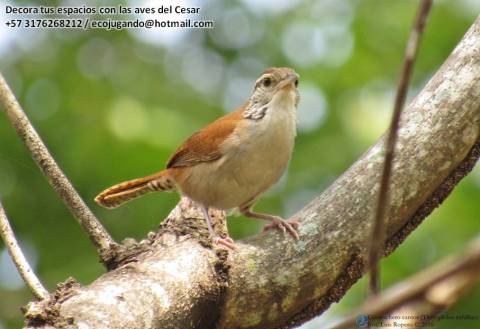 Pájaro cucarachero de barriga blanca y espalda roja sobre una rama gruesa con termitas.