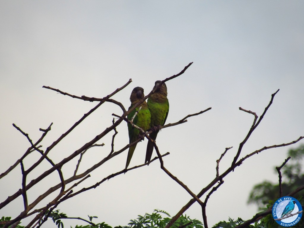 Pareja de cotorras verdes posadas entre ramas sin hojas con el cielo azul y blanco al fondo.