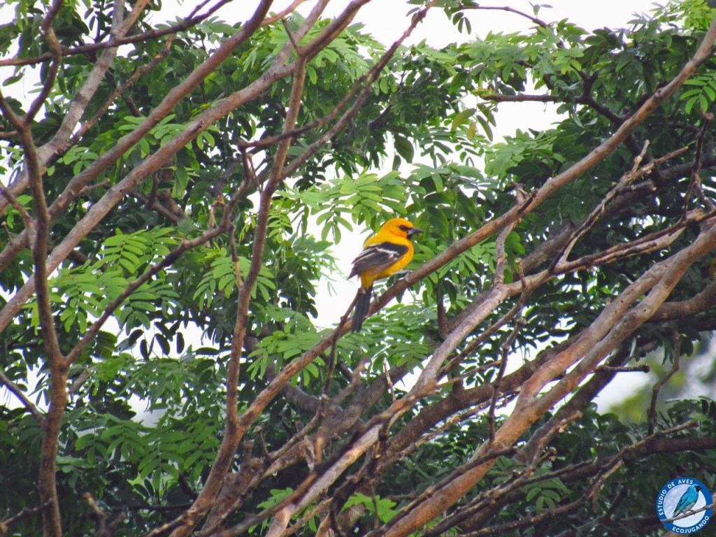 Turpial amarillo (Icterus nigrogularis).