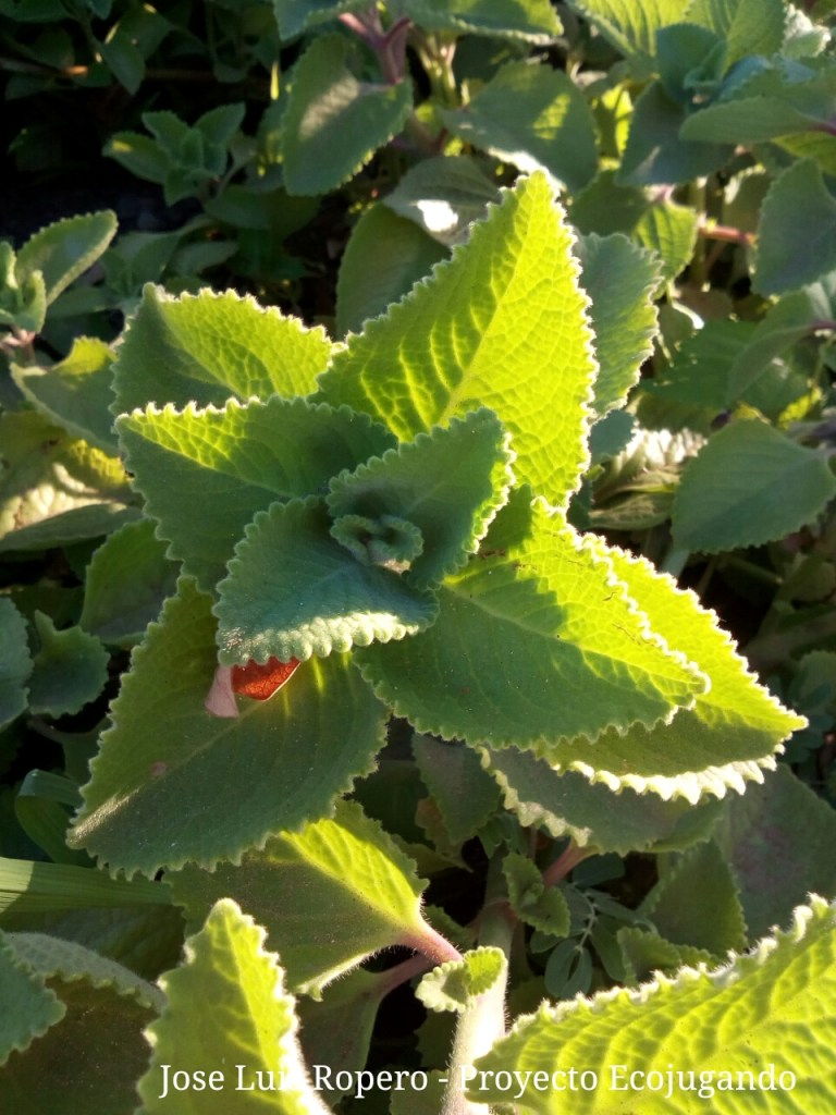 Primer plano de una planta de orégano cultivada en un huerto, vista desde arriba.