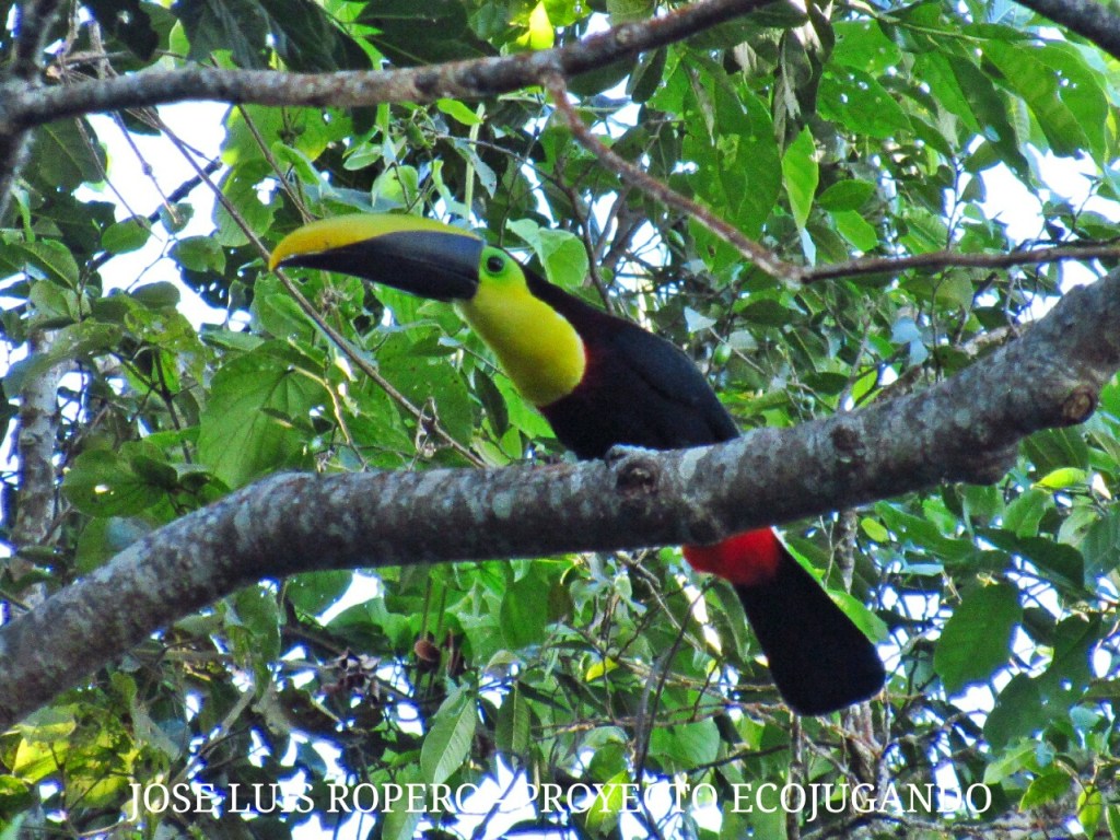 Ave de la especie tucan posada sobre la rama de un arbol
