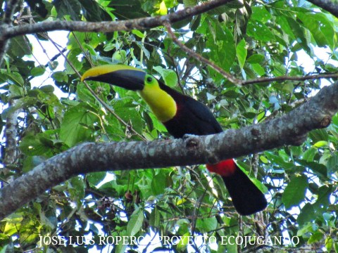 Ave de la especie tucan posada sobre la rama de un arbol