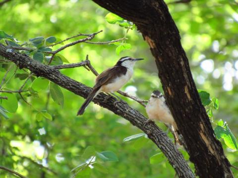 Pajaros bajo un arbol