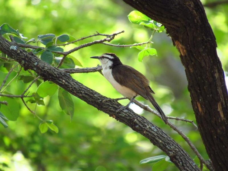 Primera caminata de observación de&nbsp;aves