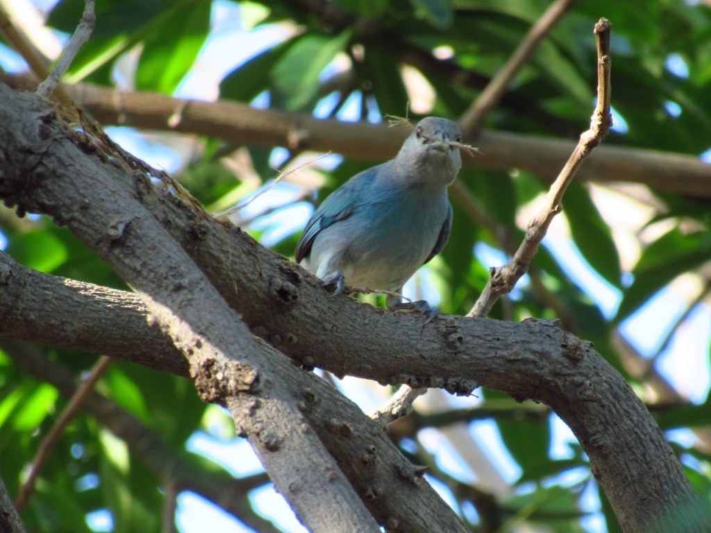 Pájaro azulejo glauco entre las ramas de un árbol.