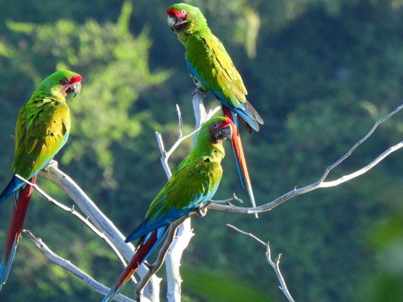 Birding tours en el&nbsp;Perijá