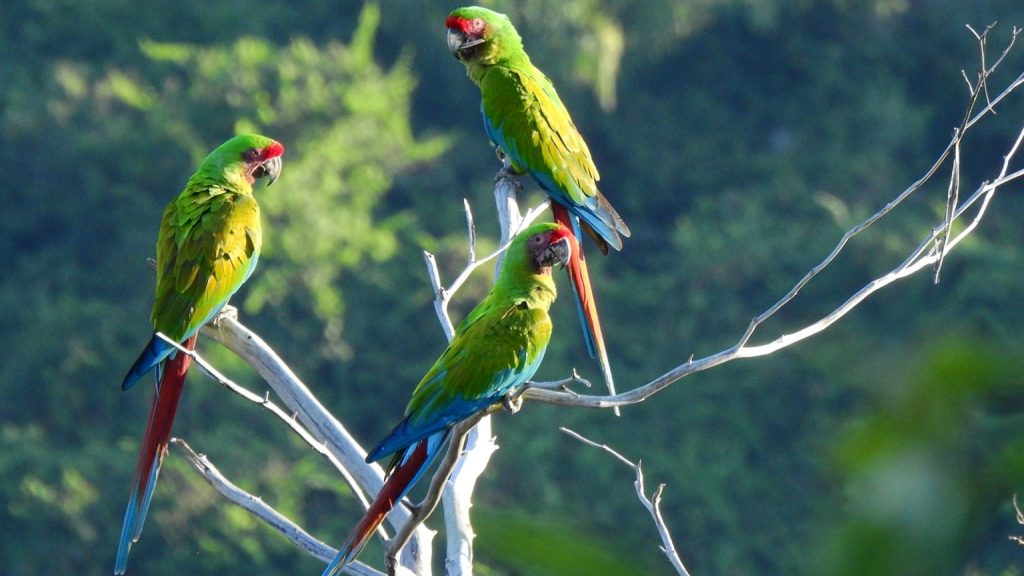 Grupo de tres guacamayas verdes sobre un árbol seco con una montaña al fondo