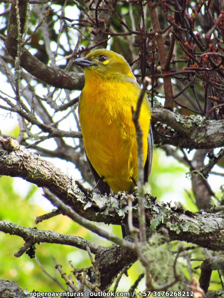Pájaro de la especie tángara de lágrima, de colores amarillos y verdes claro, posada en las ramitas de un arbusto.