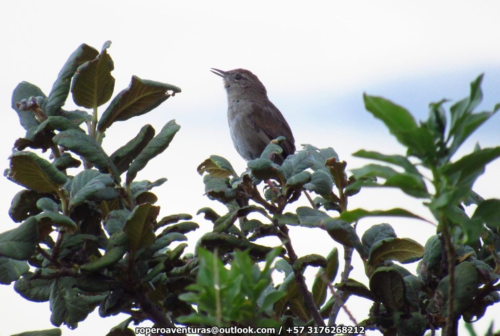 El chamicero del Perijá (Asthenes perijana – Perija&nbsp;Thistletail)