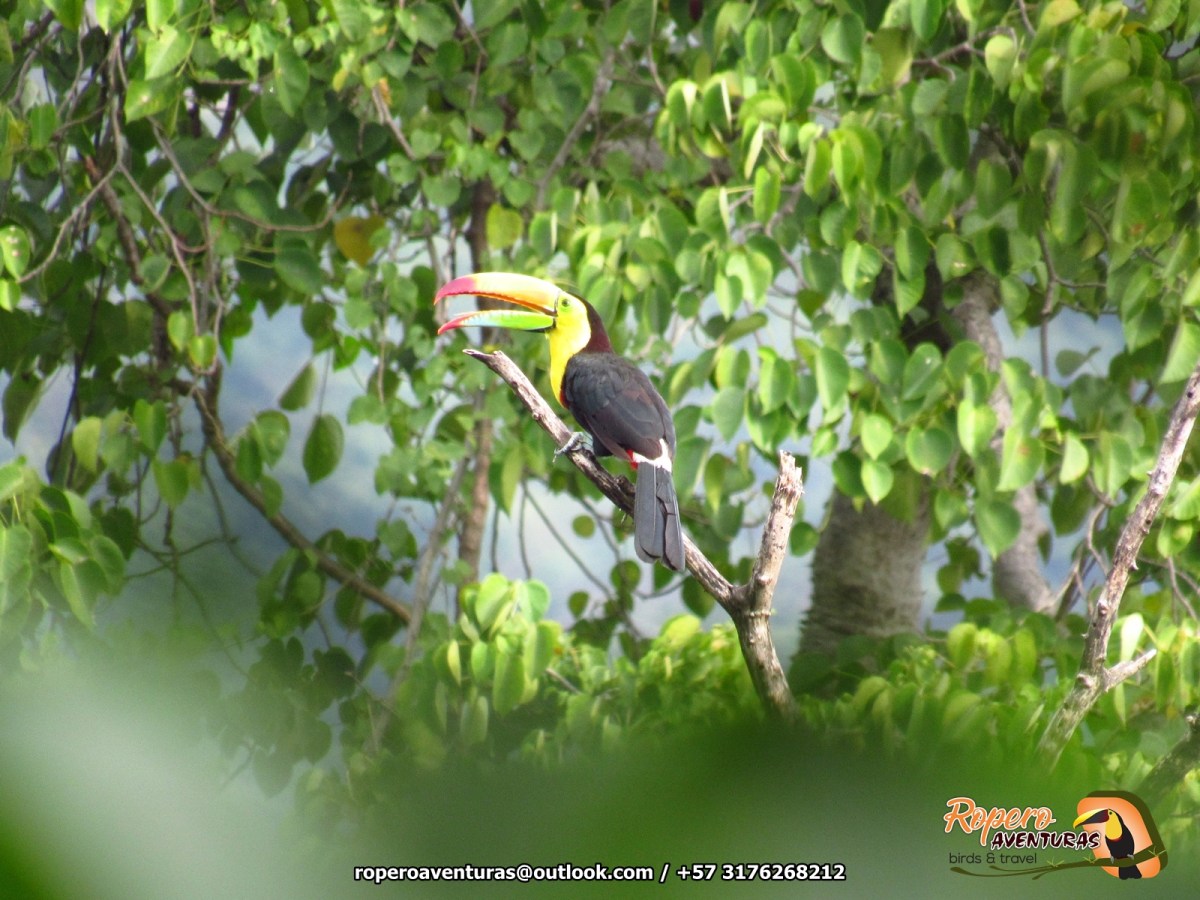 Excursión de aviturismo al Ecoparque Los&nbsp;Besotes