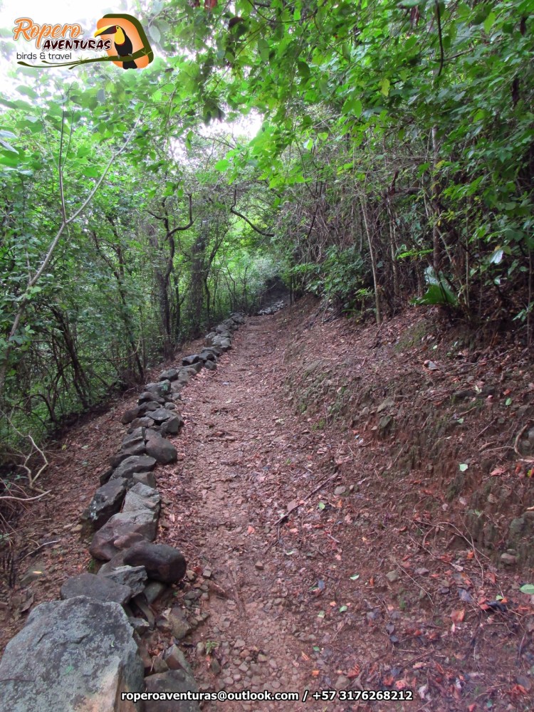 Bosque seco tropical valledupar