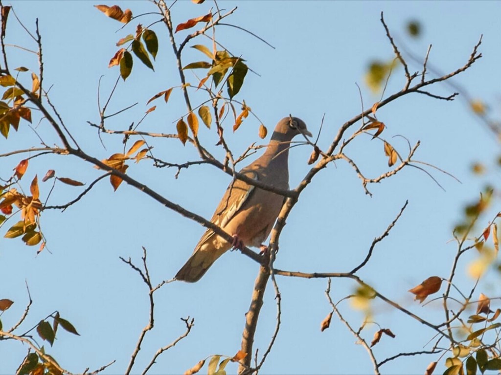 Bare-eyed Pigeon