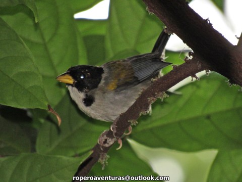 Golden-winged Sparrow