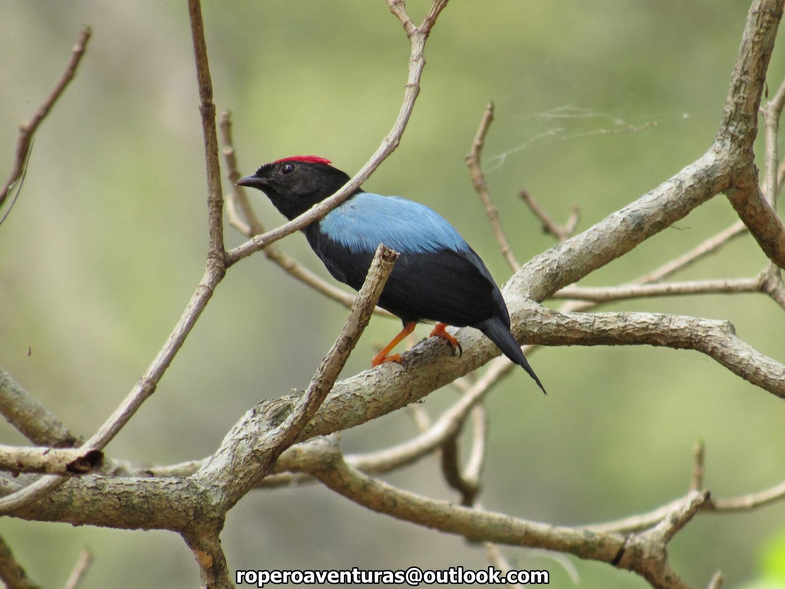 Lance-tailed Manakin