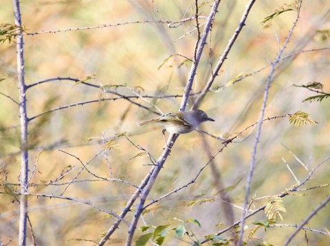 Pearly-vented tody-tyrant en el bosque seco