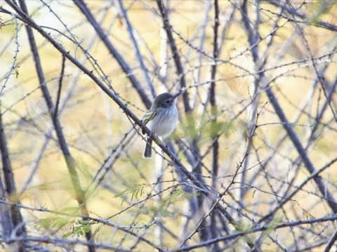 Tody-Tyrant in tropical dry forest