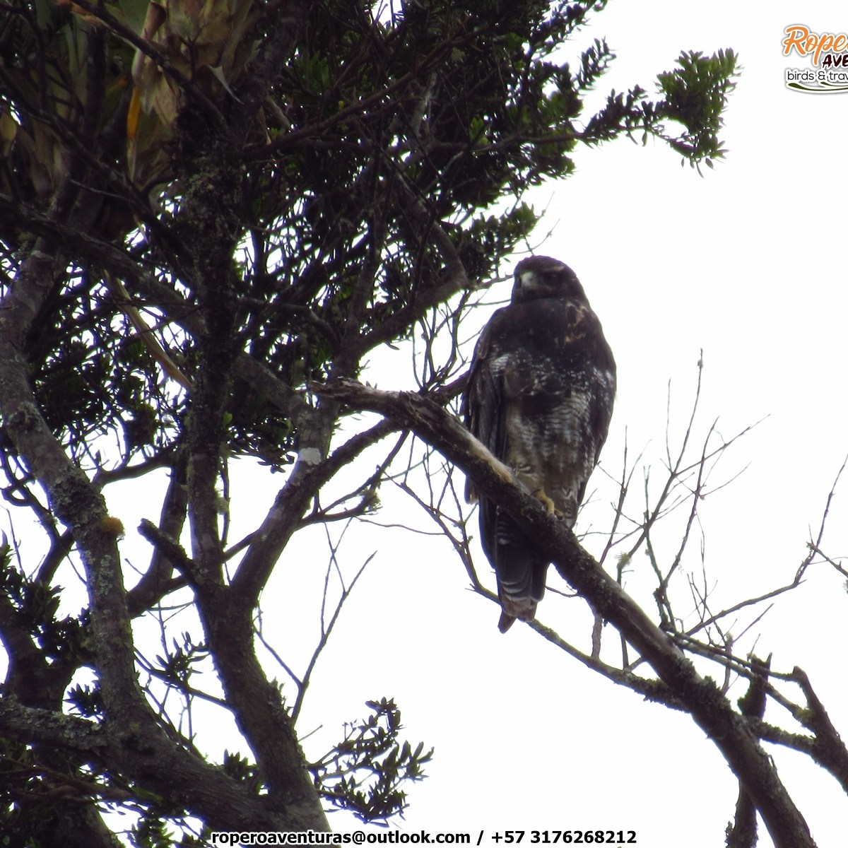 Black-chested Buzzard Eagle