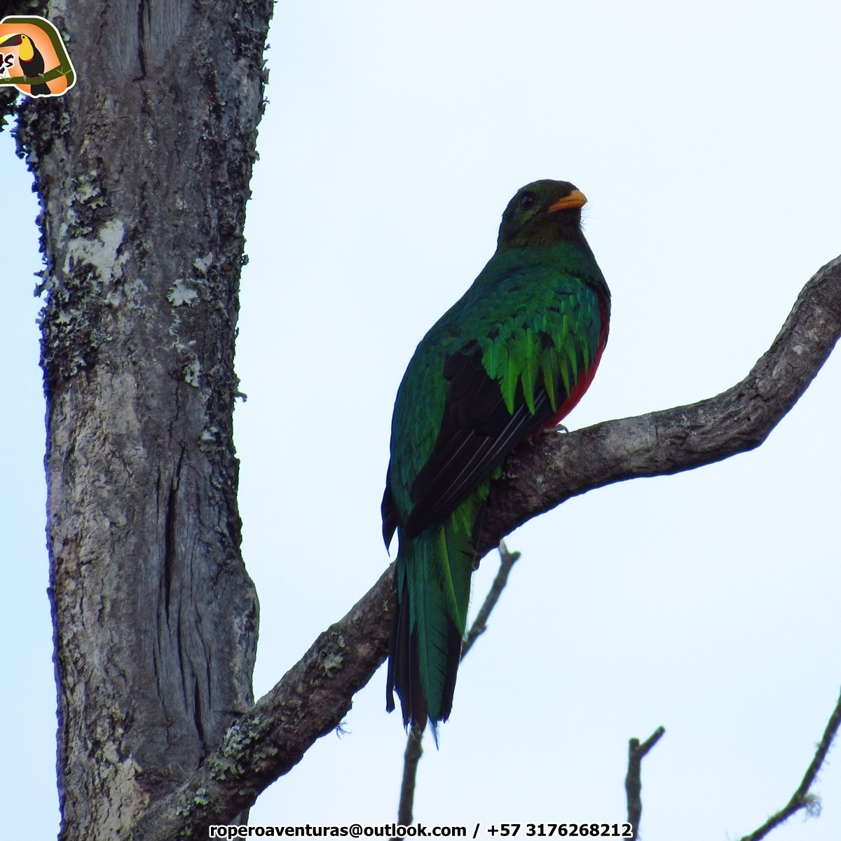 Golden-headed Quetzal