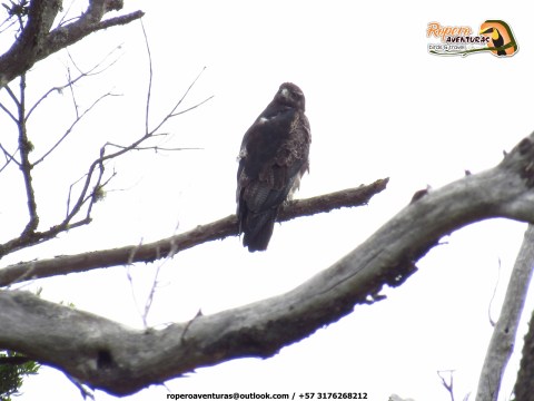 Black-chested Buzzrd Eagle
