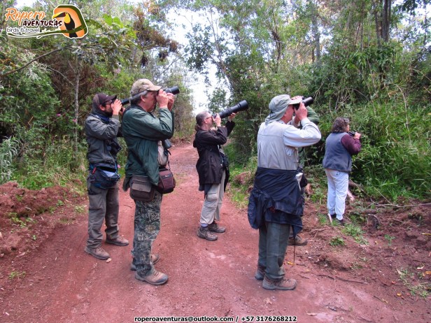 Birders in Perija mountains